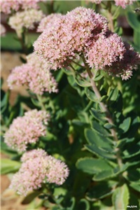 83f56b15-IMG_5984 sedum.jpg